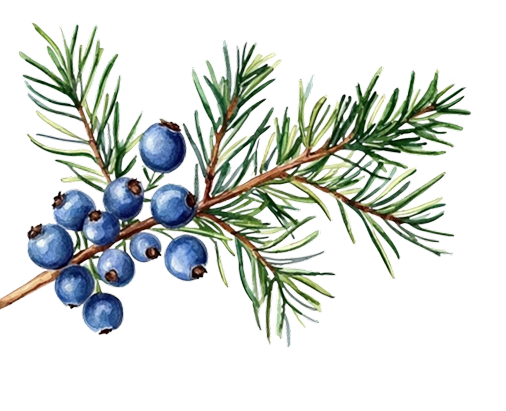 Blue Berry