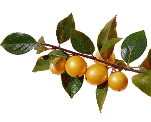marula